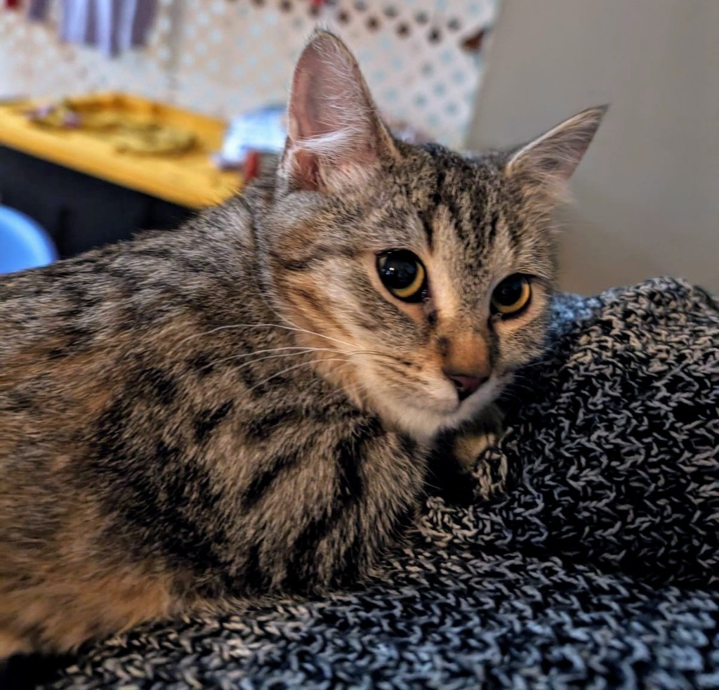 Lucy, an adoptable Domestic Short Hair in Olathe, KS, 66062 | Photo Image 2