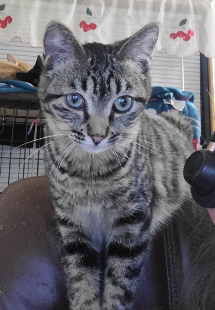 Doe, an adoptable Domestic Short Hair in Salt Lake City, UT, 84117 | Photo Image 1