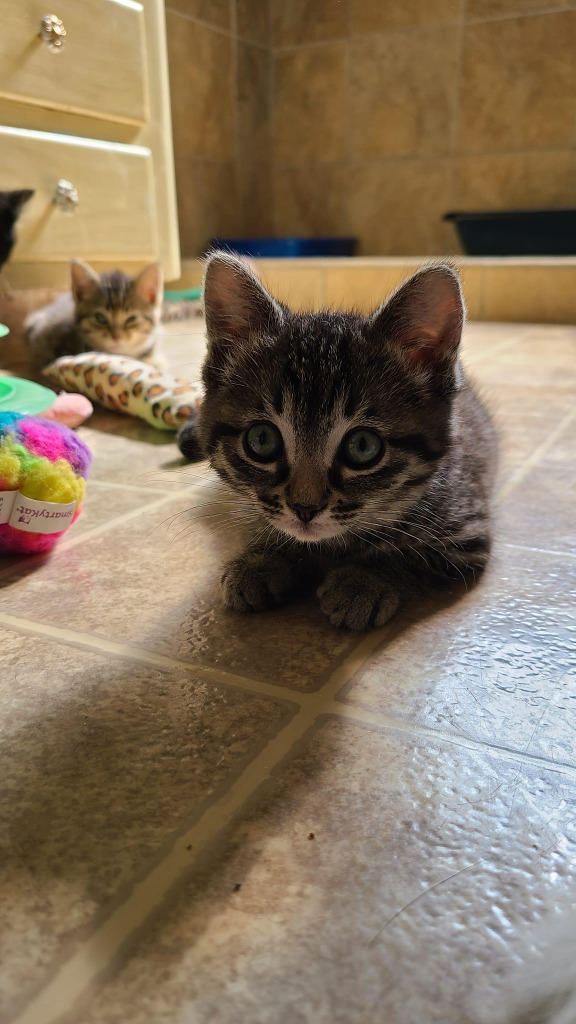 Doe, an adoptable Domestic Short Hair in Salt Lake City, UT, 84117 | Photo Image 2