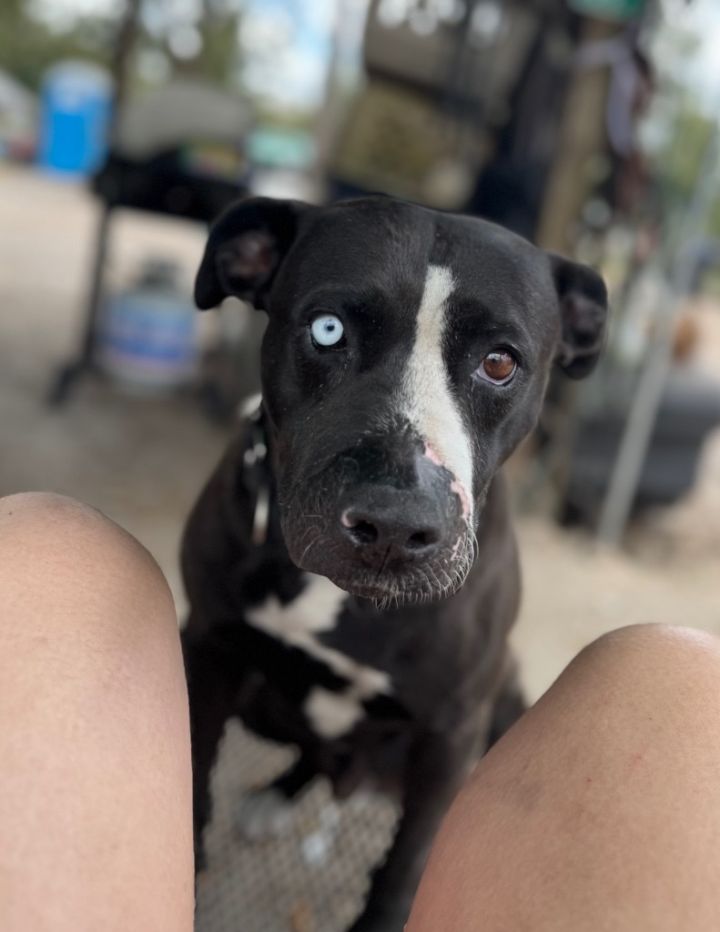 Buddy 1