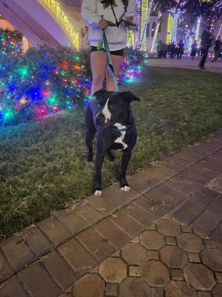Buddy 2