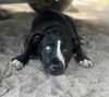 Buddy photo 4