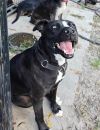 Buddy photo 6
