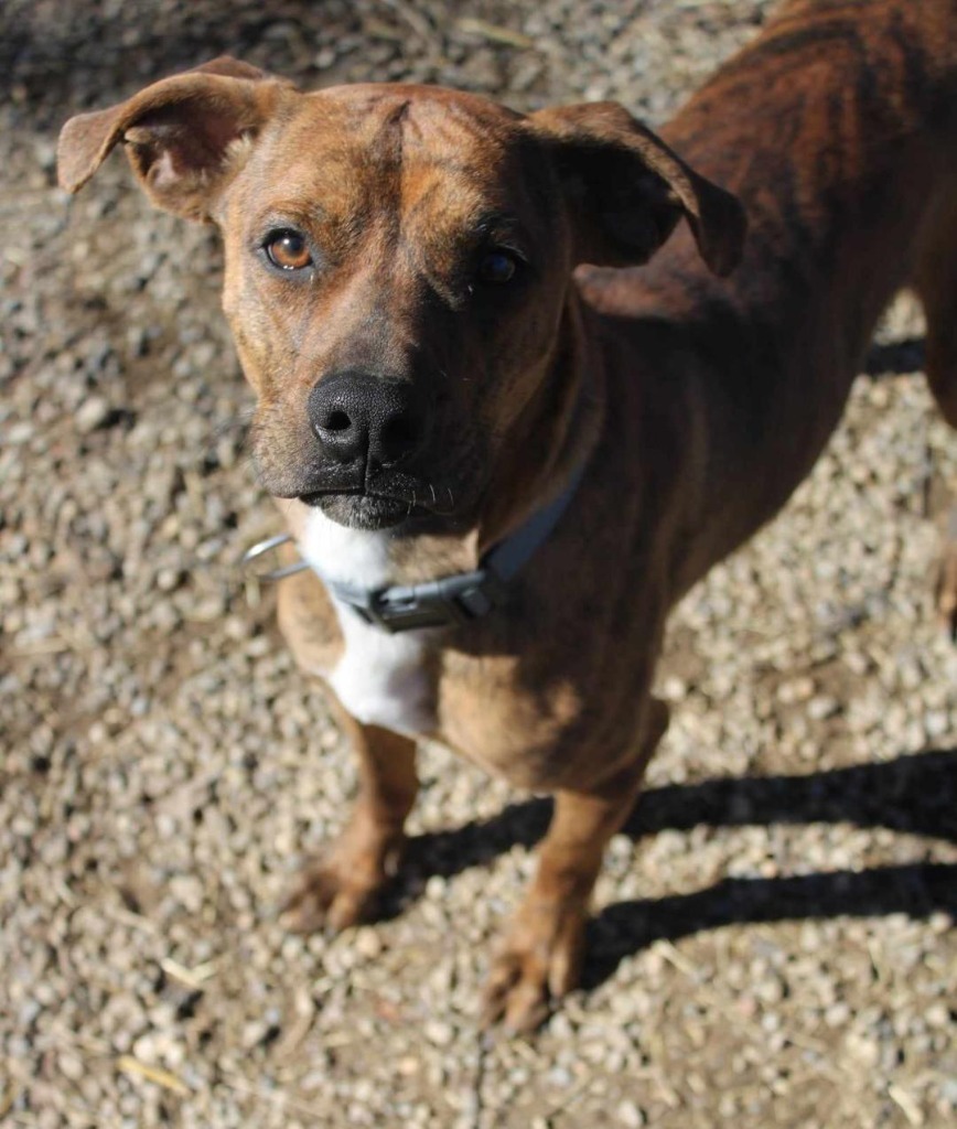 Jase, an adoptable Basenji, Mixed Breed in Saint Clairsville, OH, 43950 | Photo Image 1