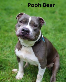 Pooh Bear, Senior Female Pit Bull Terrier