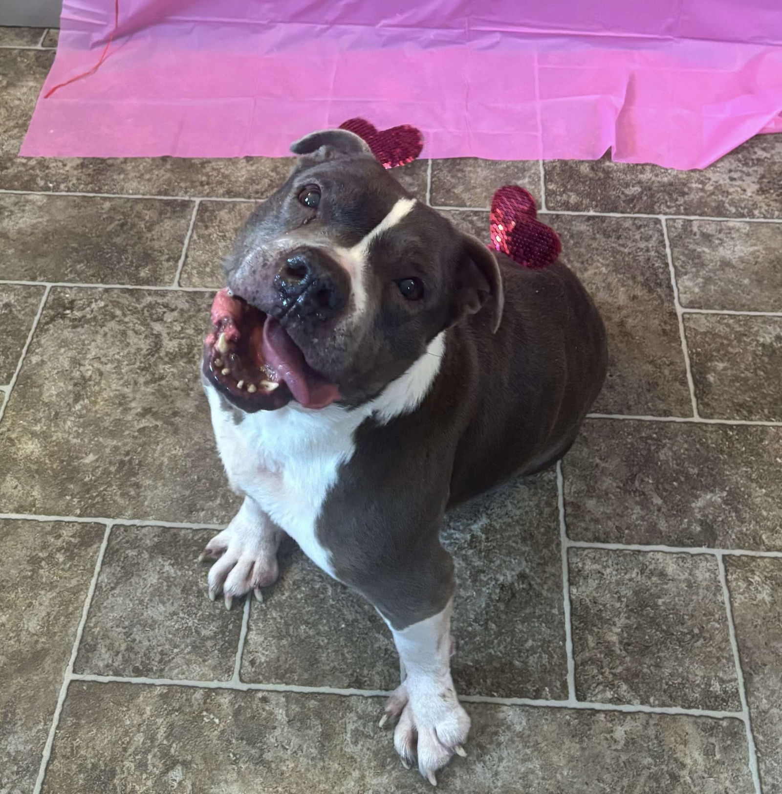 Pooh Bear, an adoptable Pit Bull Terrier in Elkins, WV, 26241 | Photo Image 2