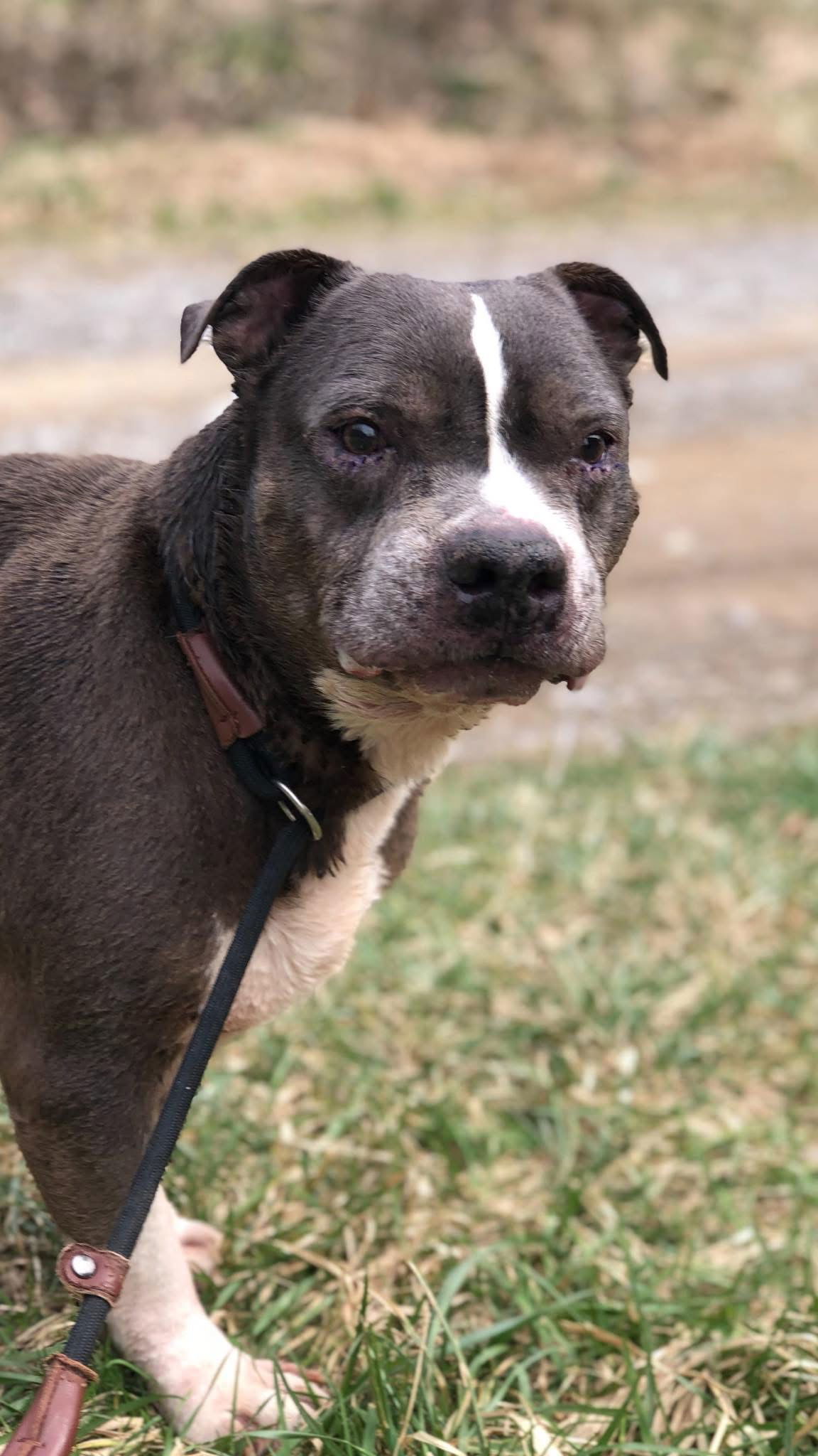 Pooh Bear, an adoptable Pit Bull Terrier in Elkins, WV, 26241 | Photo Image 3