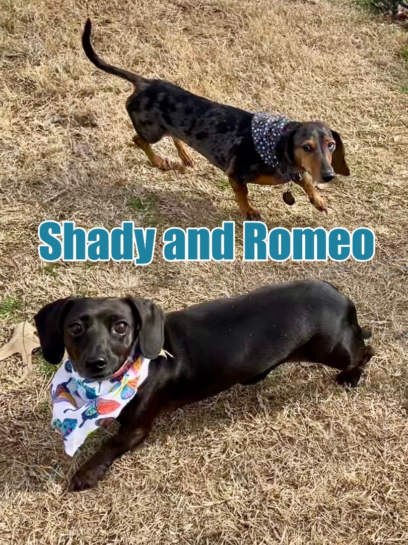 Shady and Romeo BONDED PAIR in Texarkana TX