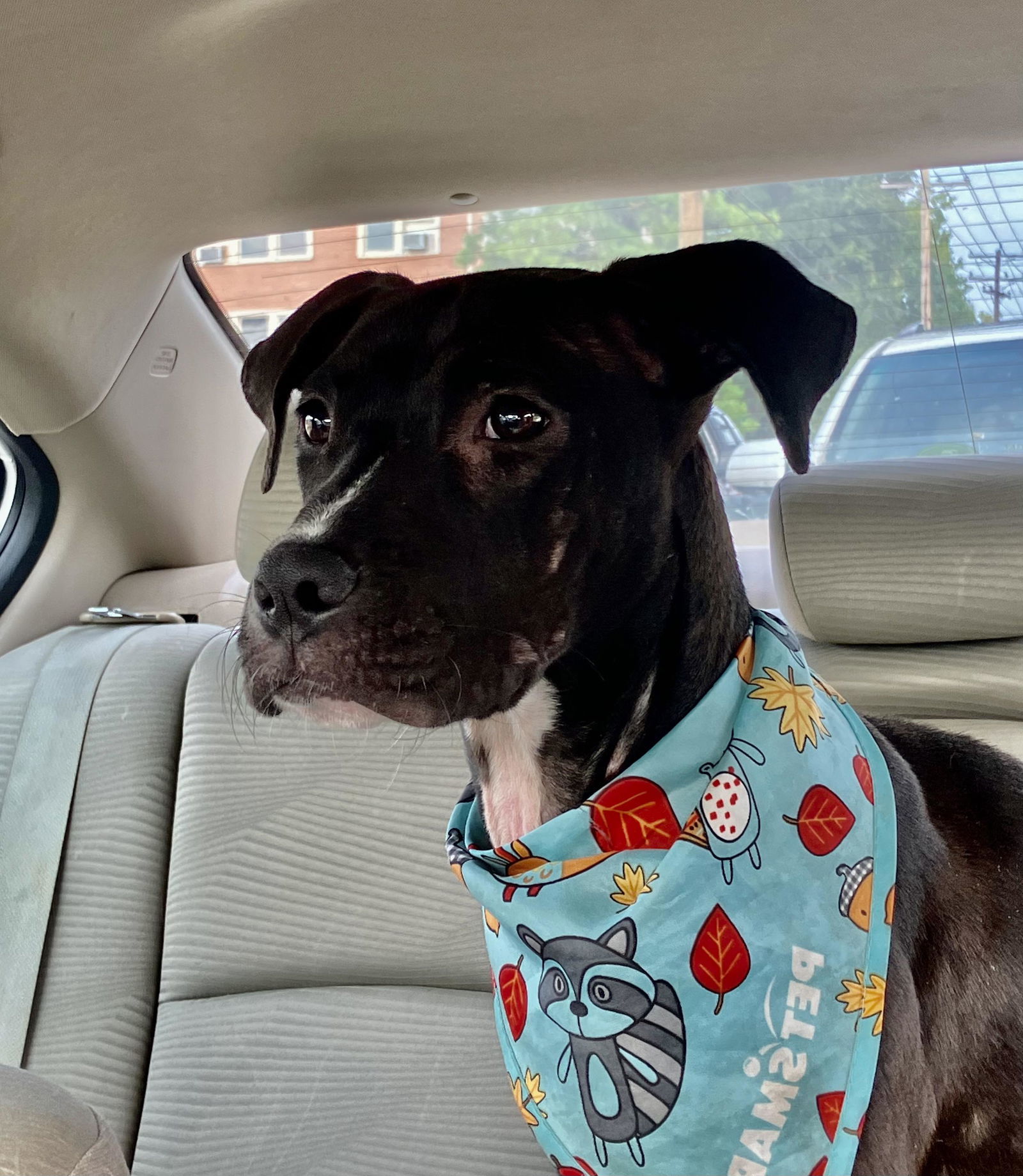 Tina, an adoptable Terrier in Shreveport, LA, 71119 | Photo Image 1