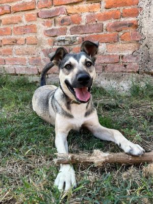 Karenka Belgian Shepherd / Sheepdog Dog