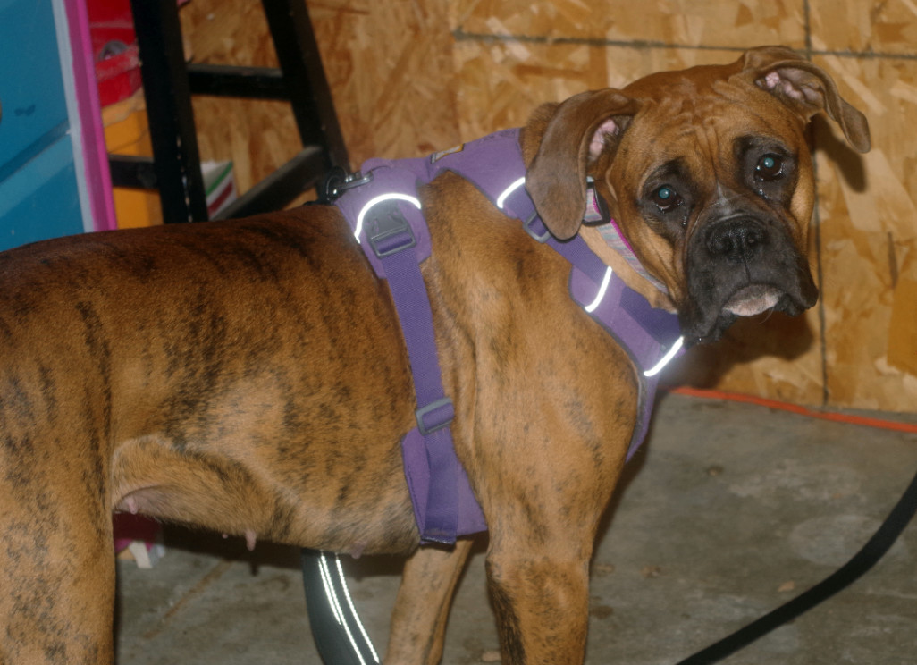 ROXIE, an adoptable Boxer in Bellevue, ID, 83313 | Photo Image 2