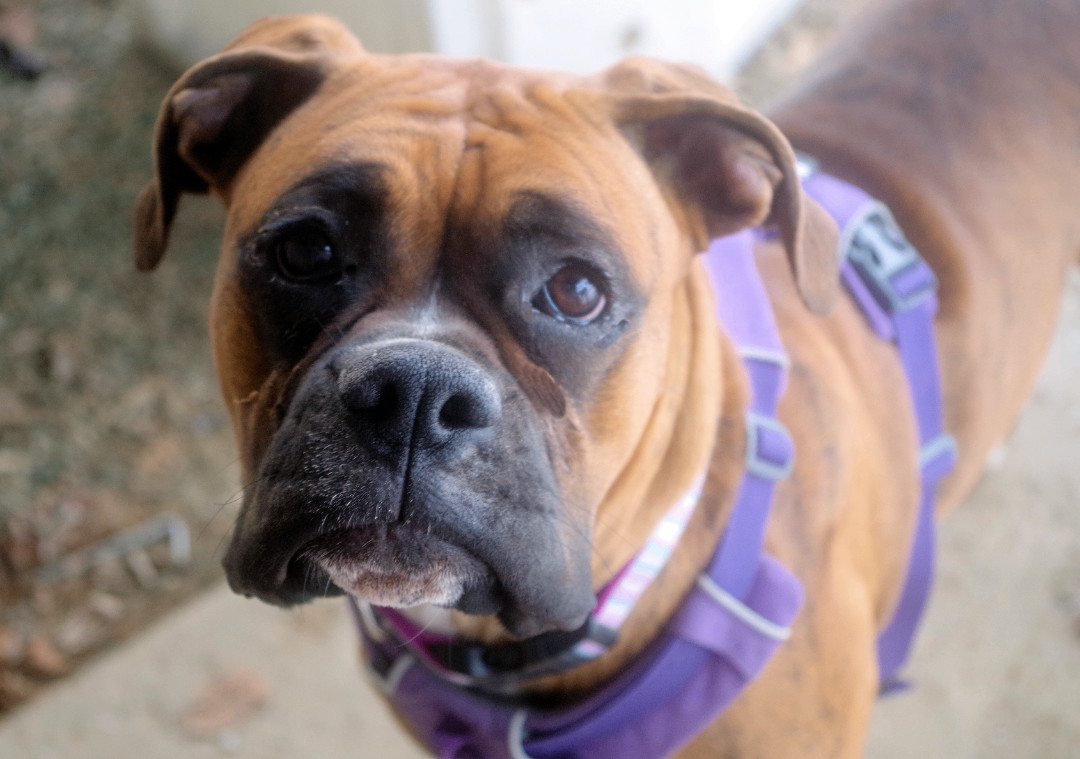 ROXIE, an adoptable Boxer in Bellevue, ID, 83313 | Photo Image 1
