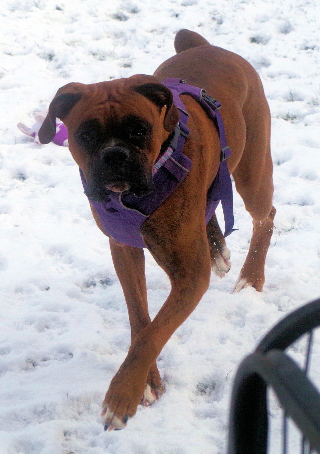 ROXIE, an adoptable Boxer in Bellevue, ID, 83313 | Photo Image 3