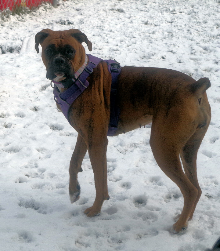 ROXIE, an adoptable Boxer in Bellevue, ID, 83313 | Photo Image 4