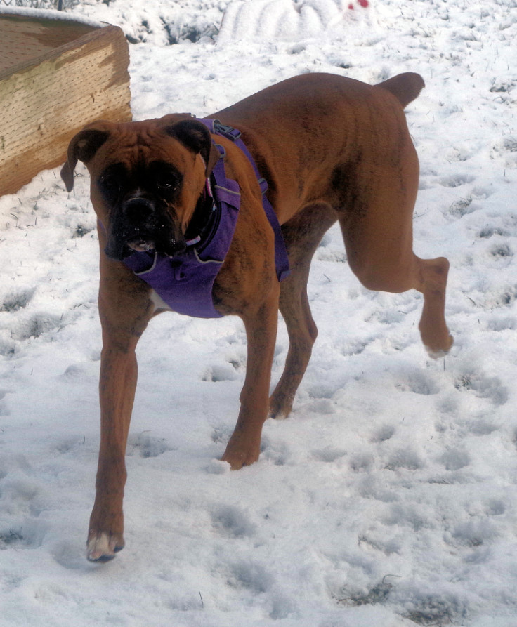 ROXIE, an adoptable Boxer in Bellevue, ID, 83313 | Photo Image 5