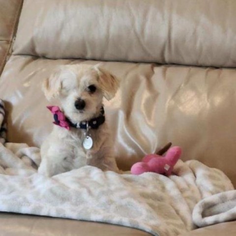 Trish, an adoptable Maltese, Dachshund in Houston, TX, 77006 | Photo Image 3
