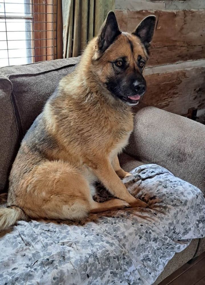 Dog for adoption - Tucker, a German Shepherd Dog & Akita Mix in