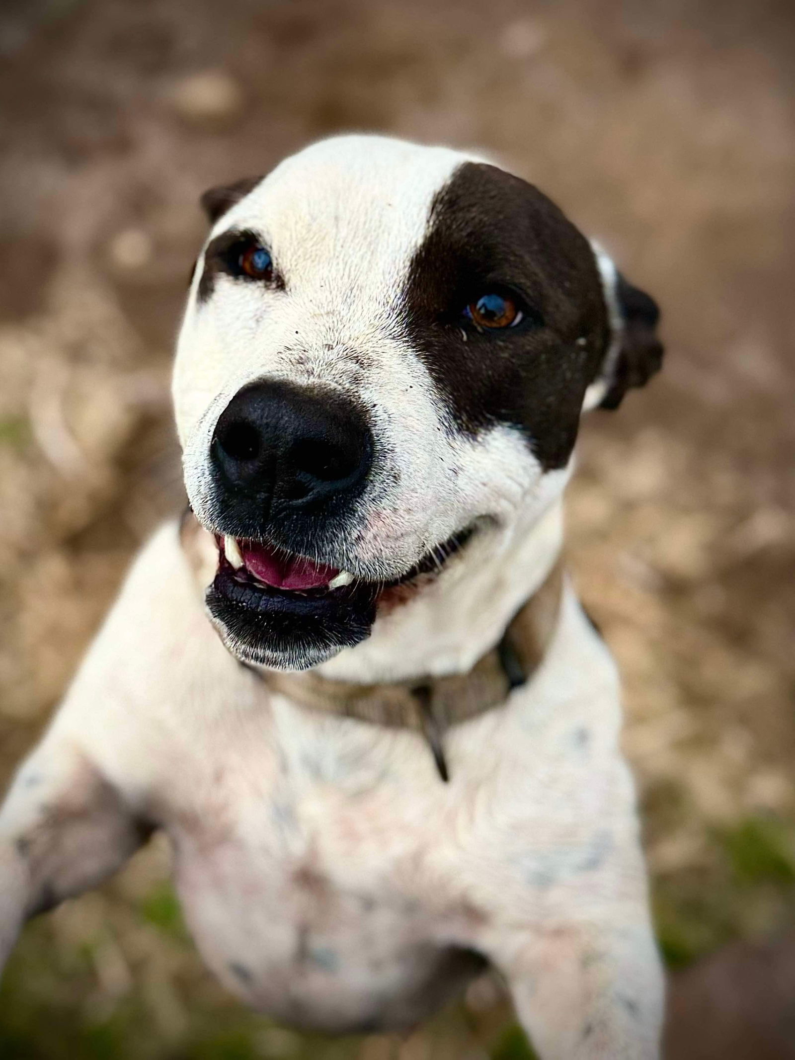 Nike, an adoptable Pit Bull Terrier in Yreka, CA, 96097 | Photo Image 1