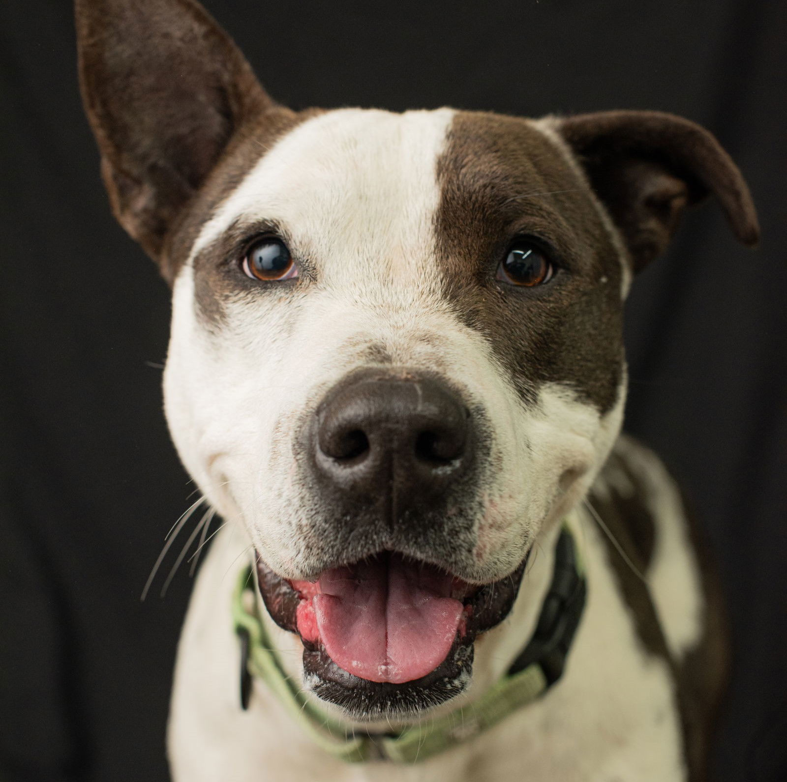 Nike, an adoptable Pit Bull Terrier in Yreka, CA, 96097 | Photo Image 1