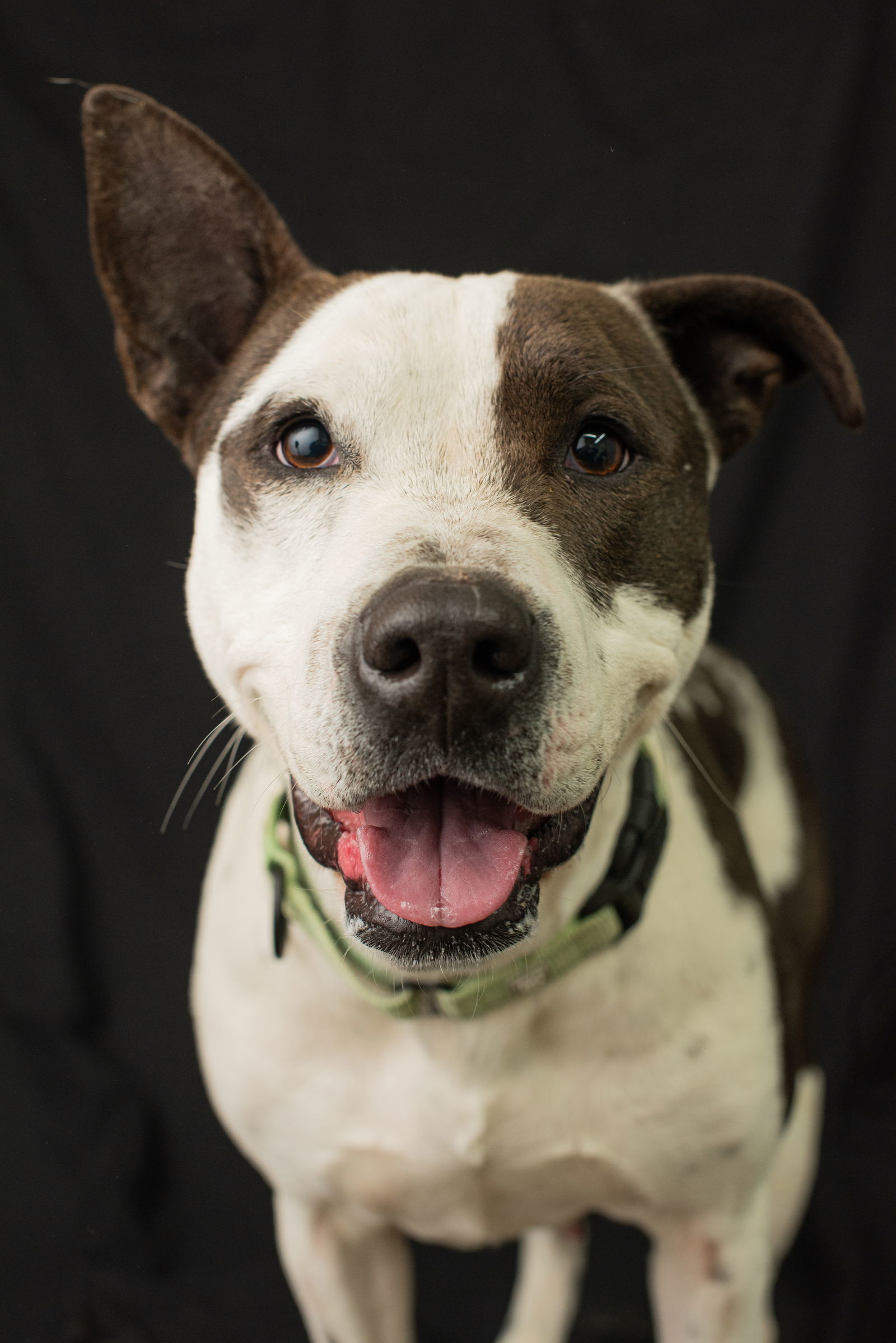 Nike, an adoptable Pit Bull Terrier in Yreka, CA, 96097 | Photo Image 2