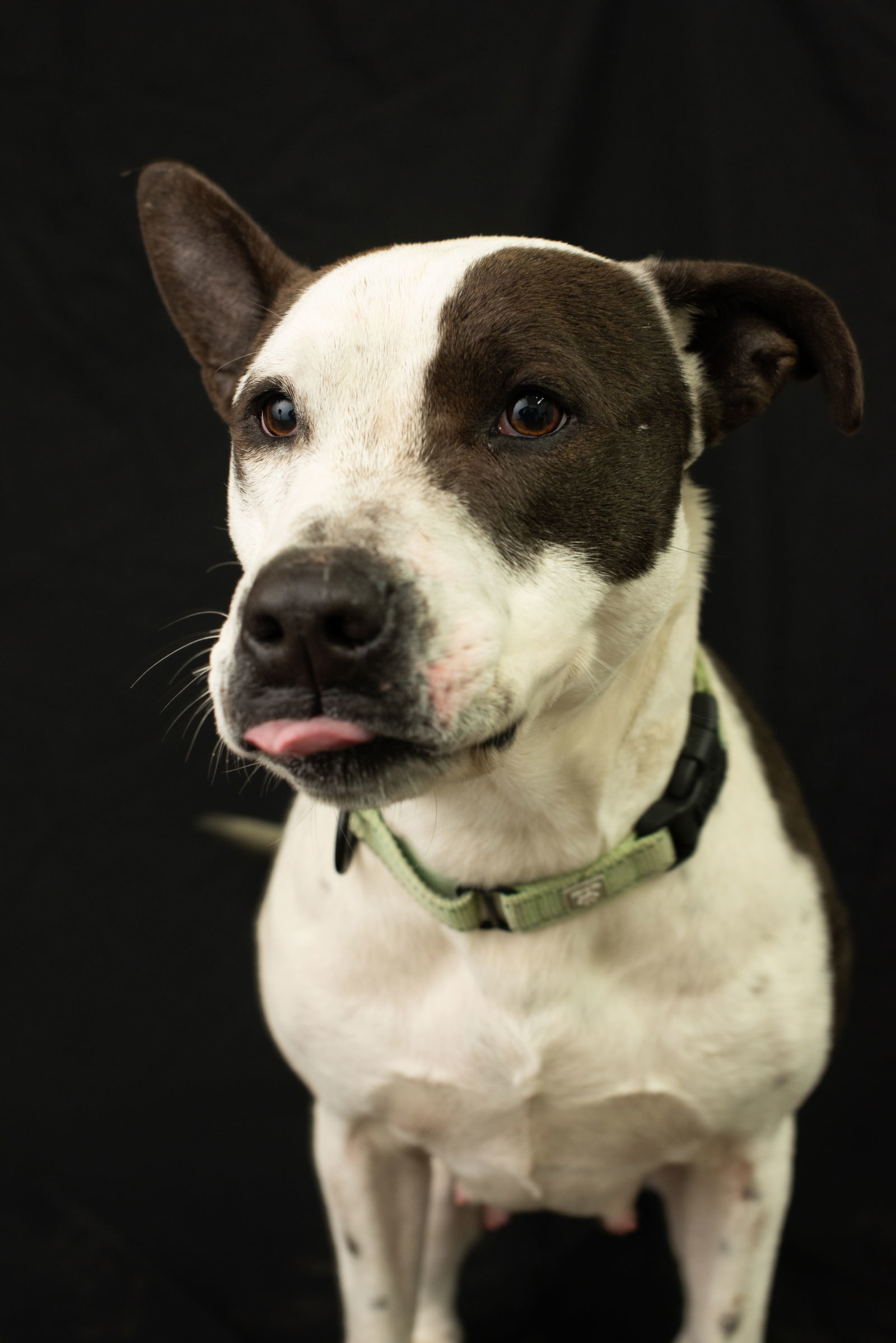 Nike, an adoptable Pit Bull Terrier in Yreka, CA, 96097 | Photo Image 3