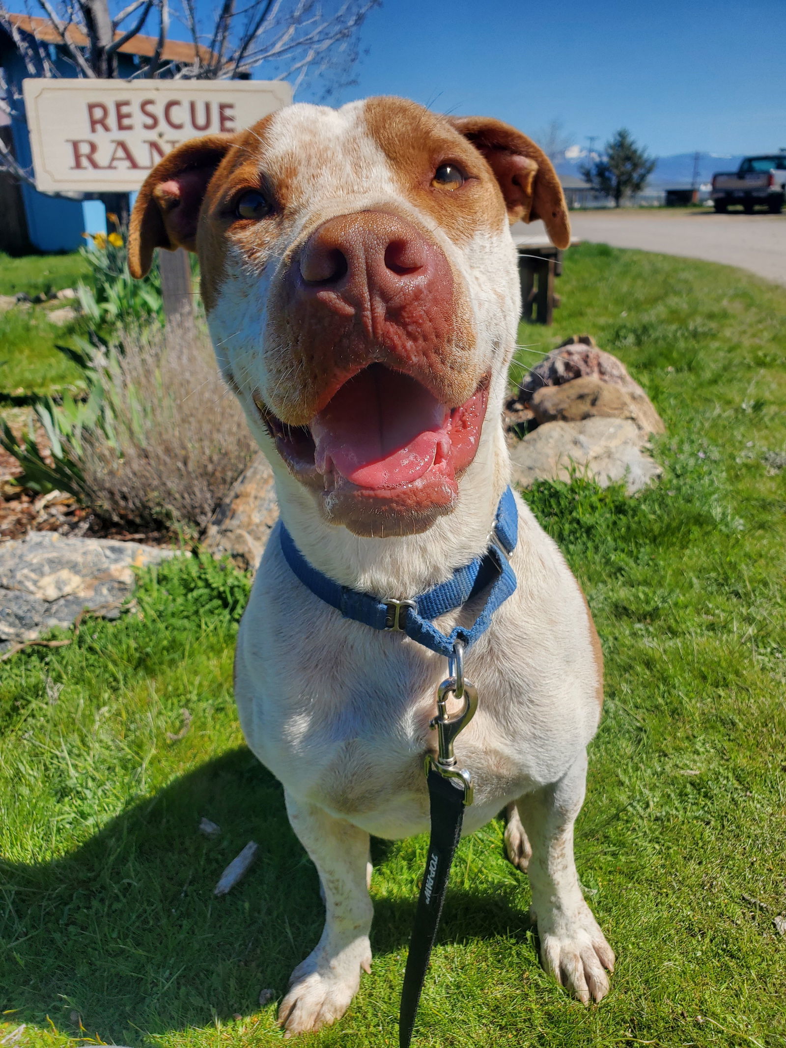 Reebok, an adoptable Cattle Dog, American Staffordshire Terrier in Yreka, CA, 96097 | Photo Image 1