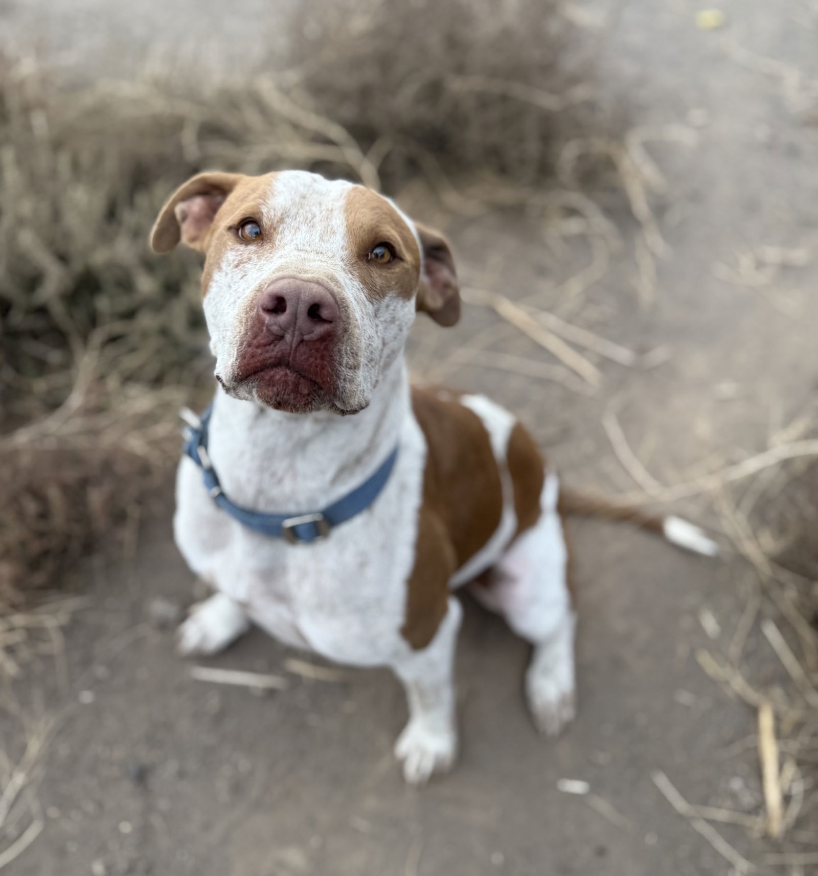 Reebok, an adoptable Cattle Dog, American Staffordshire Terrier in Yreka, CA, 96097 | Photo Image 1