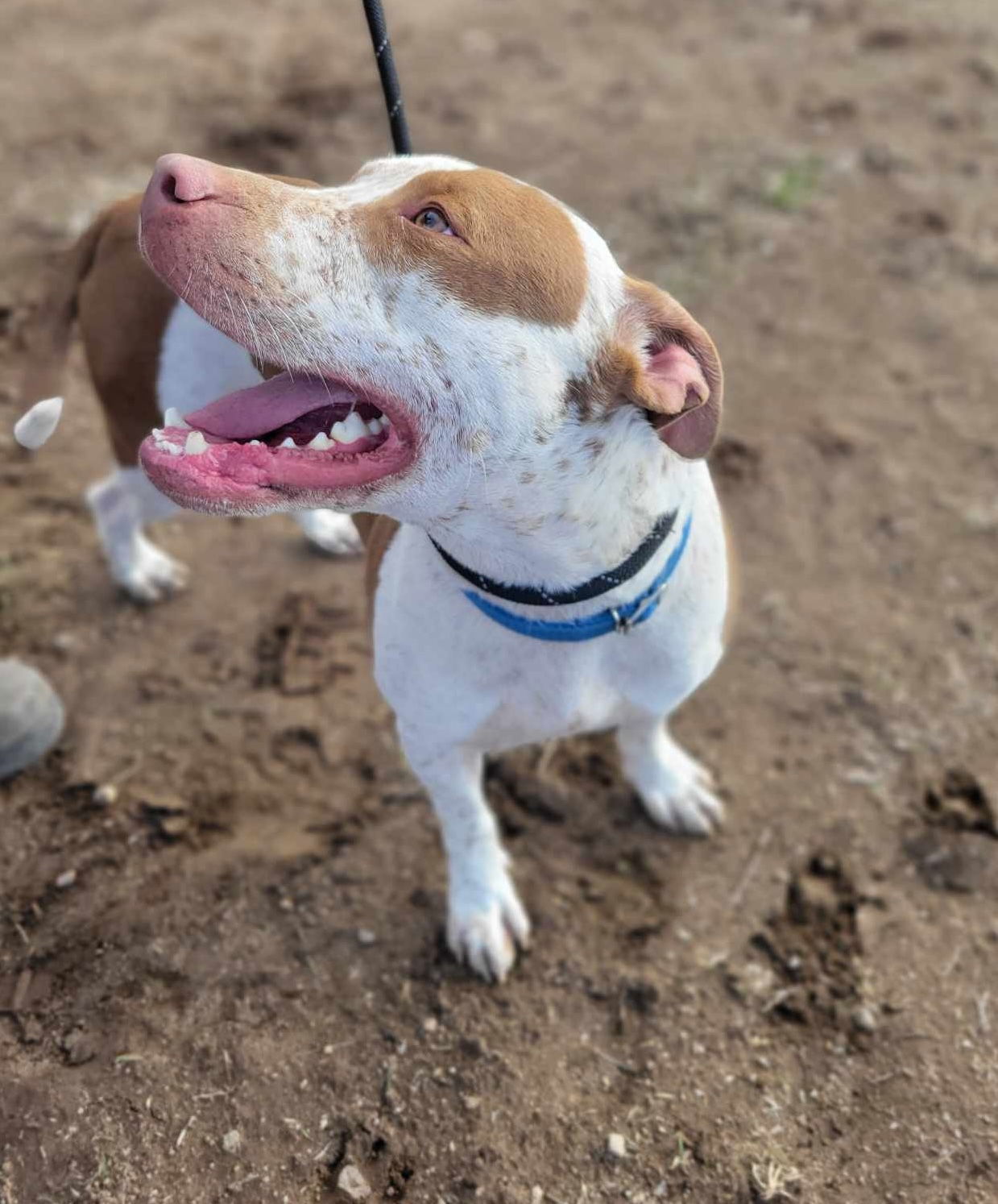 Reebok, an adoptable Cattle Dog, American Staffordshire Terrier in Yreka, CA, 96097 | Photo Image 2