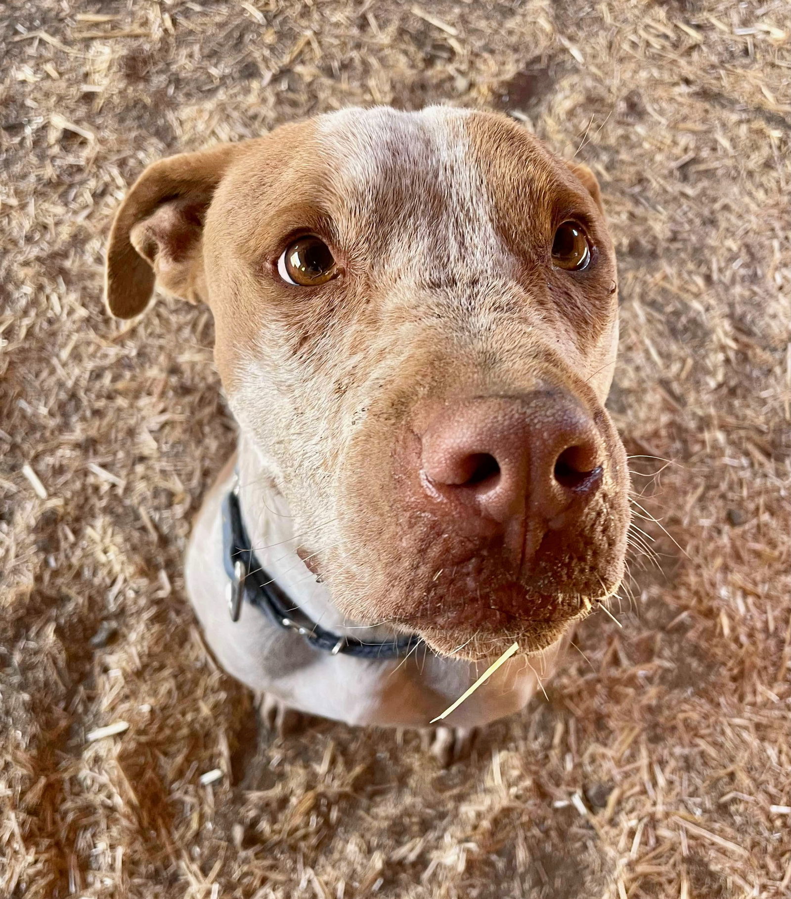 Reebok, an adoptable Cattle Dog, American Staffordshire Terrier in Yreka, CA, 96097 | Photo Image 2