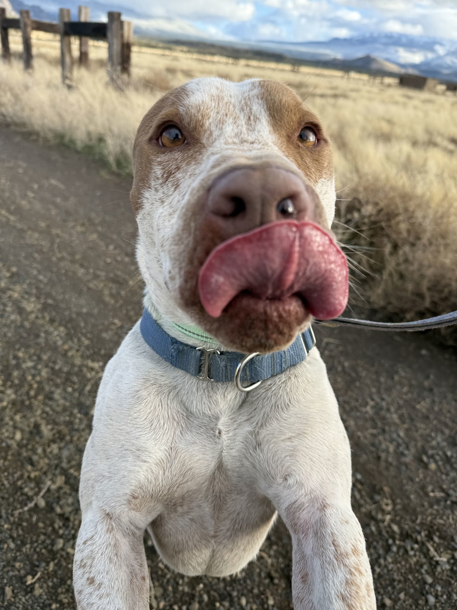 Reebok, an adoptable Cattle Dog, American Staffordshire Terrier in Yreka, CA, 96097 | Photo Image 2