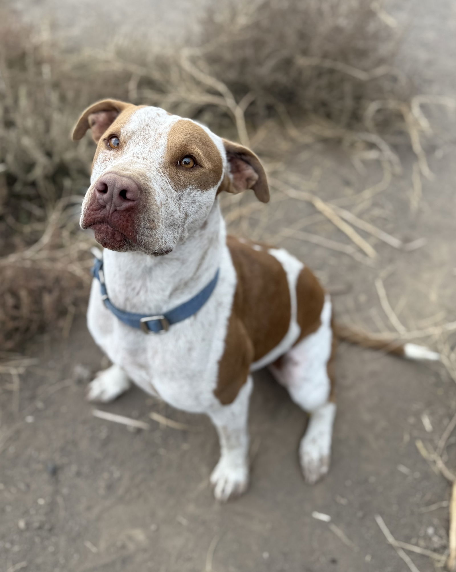 Reebok, an adoptable Cattle Dog, American Staffordshire Terrier in Yreka, CA, 96097 | Photo Image 2