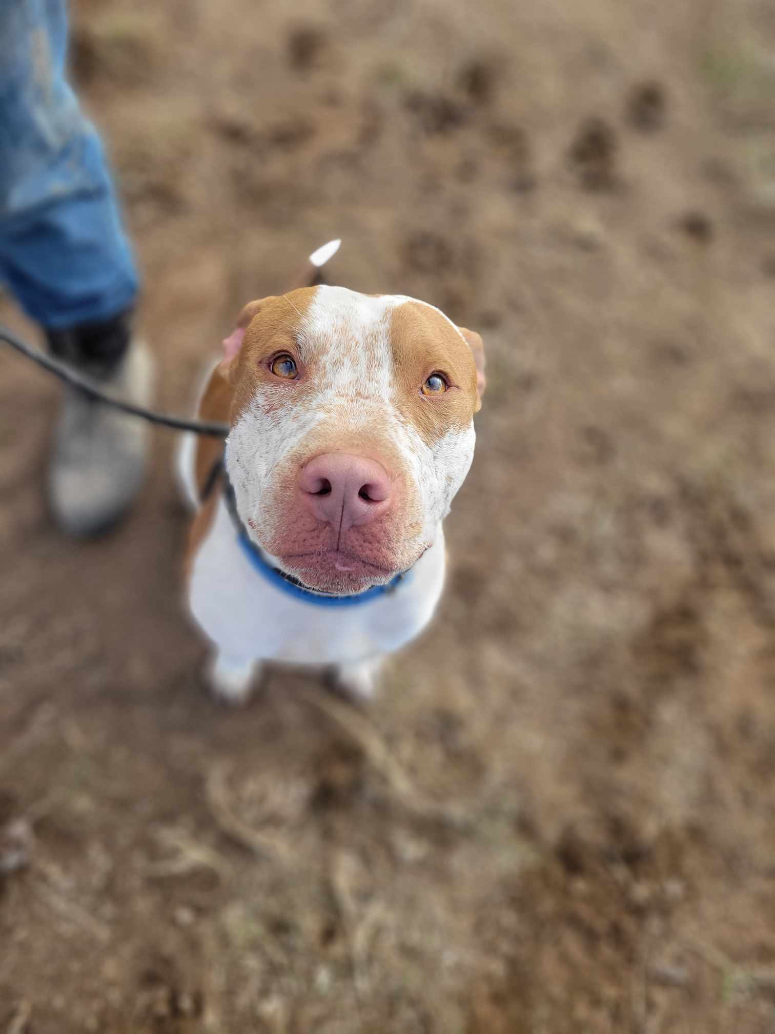 Reebok, an adoptable Cattle Dog, American Staffordshire Terrier in Yreka, CA, 96097 | Photo Image 3