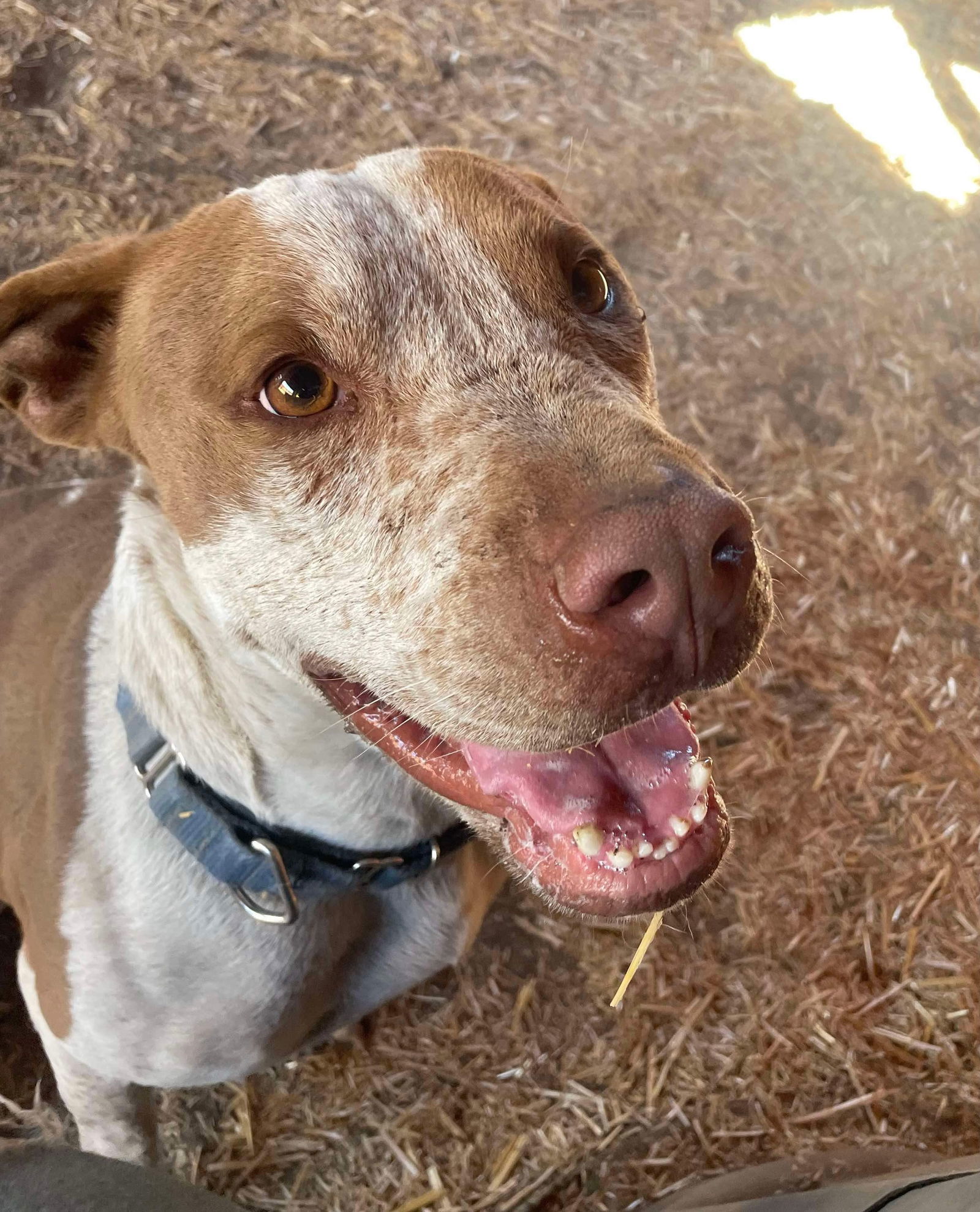 Reebok, an adoptable Cattle Dog, American Staffordshire Terrier in Yreka, CA, 96097 | Photo Image 3