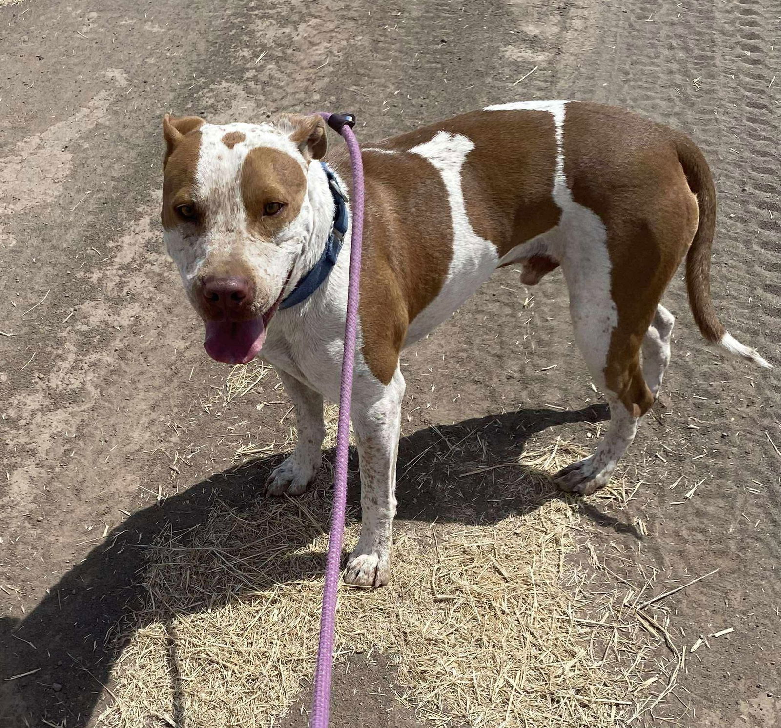 Reebok, an adoptable Cattle Dog, American Staffordshire Terrier in Yreka, CA, 96097 | Photo Image 3