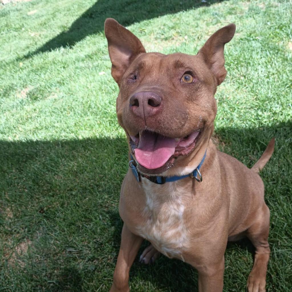 Toboggan, an adoptable Pit Bull Terrier in Kanab, UT, 84741 | Photo Image 2