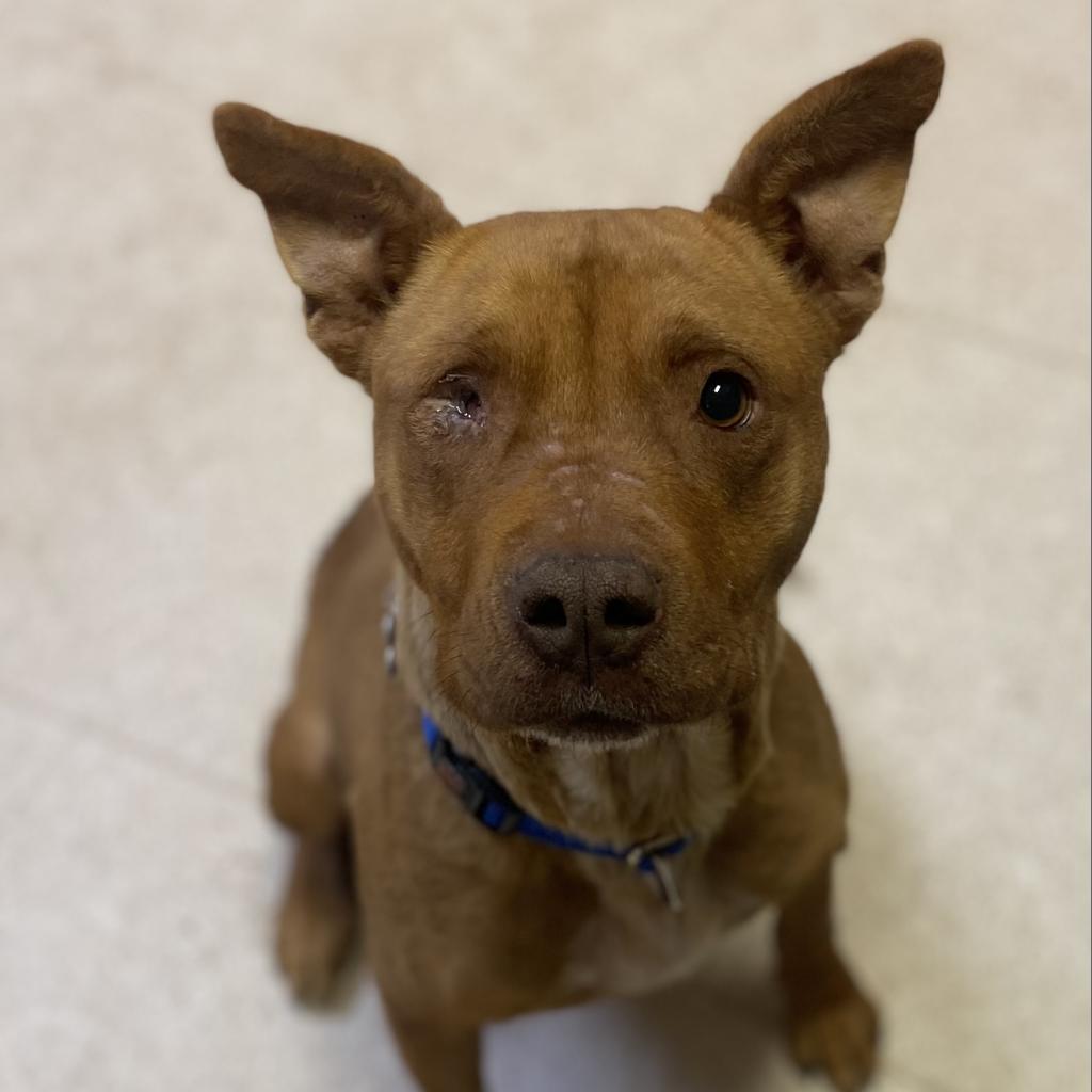 Toboggan, an adoptable Pit Bull Terrier in Kanab, UT, 84741 | Photo Image 3