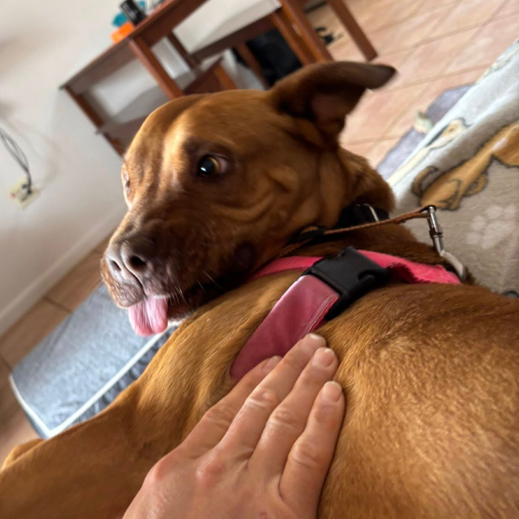 Toboggan, an adoptable Pit Bull Terrier in Kanab, UT, 84741 | Photo Image 4