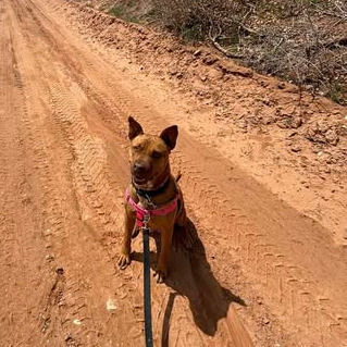 Toboggan, an adoptable Pit Bull Terrier in Kanab, UT, 84741 | Photo Image 6
