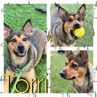 TORRI 1