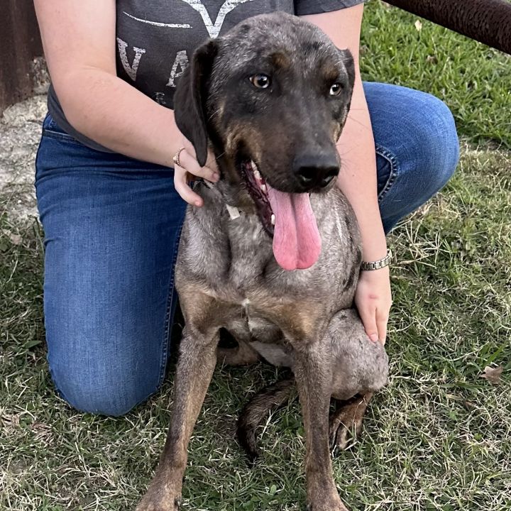 Catahoula leopard best sale dog with cats