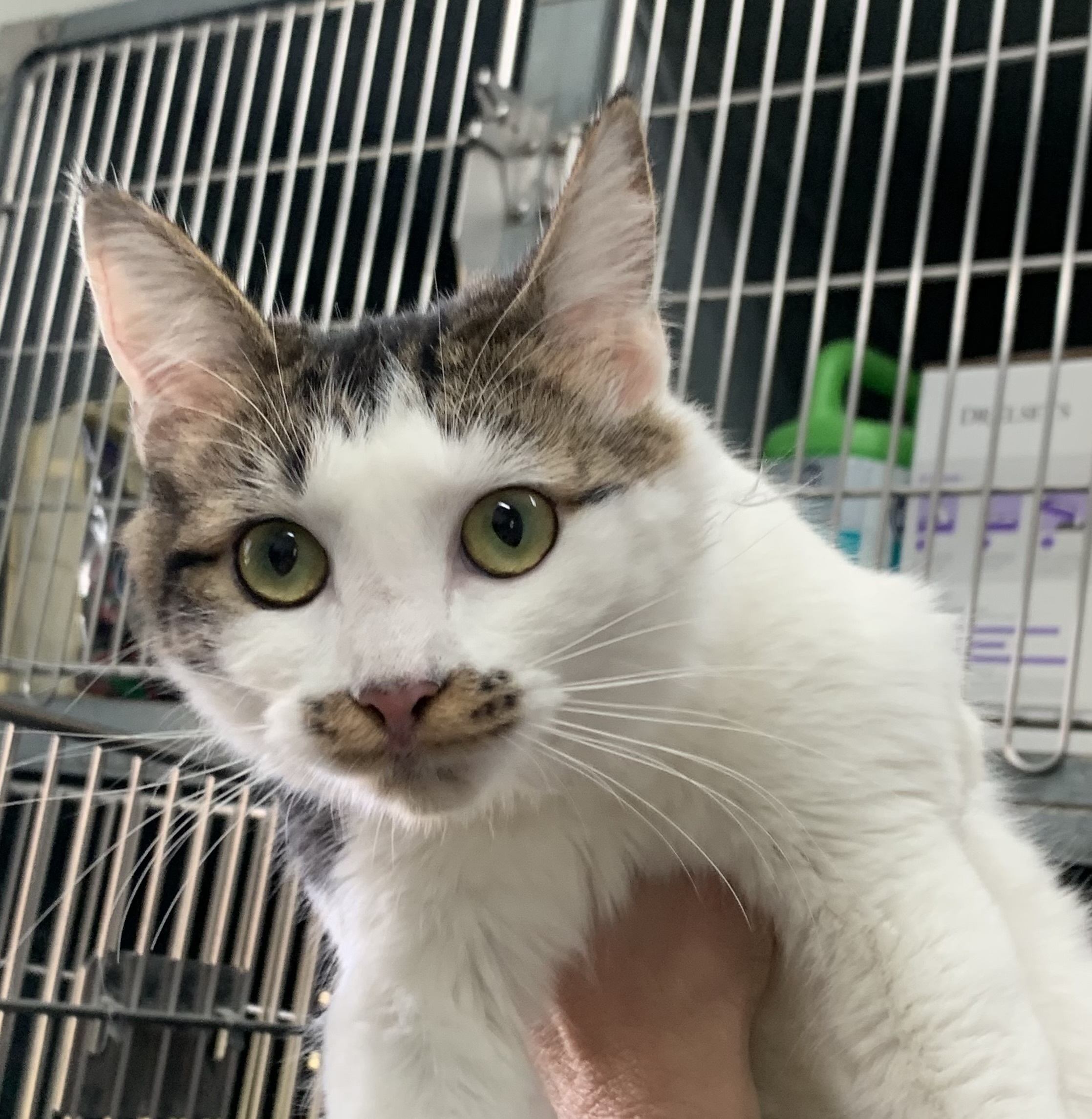 Petfinder Syracuse Ny - mv2is44