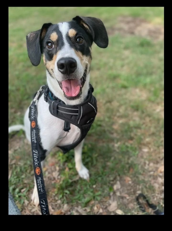 Dog for adoption - Pippin, a Rat Terrier in Houston, TX | Petfinder