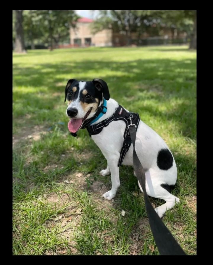 Dog for adoption - Pippin, a Rat Terrier in Houston, TX | Petfinder