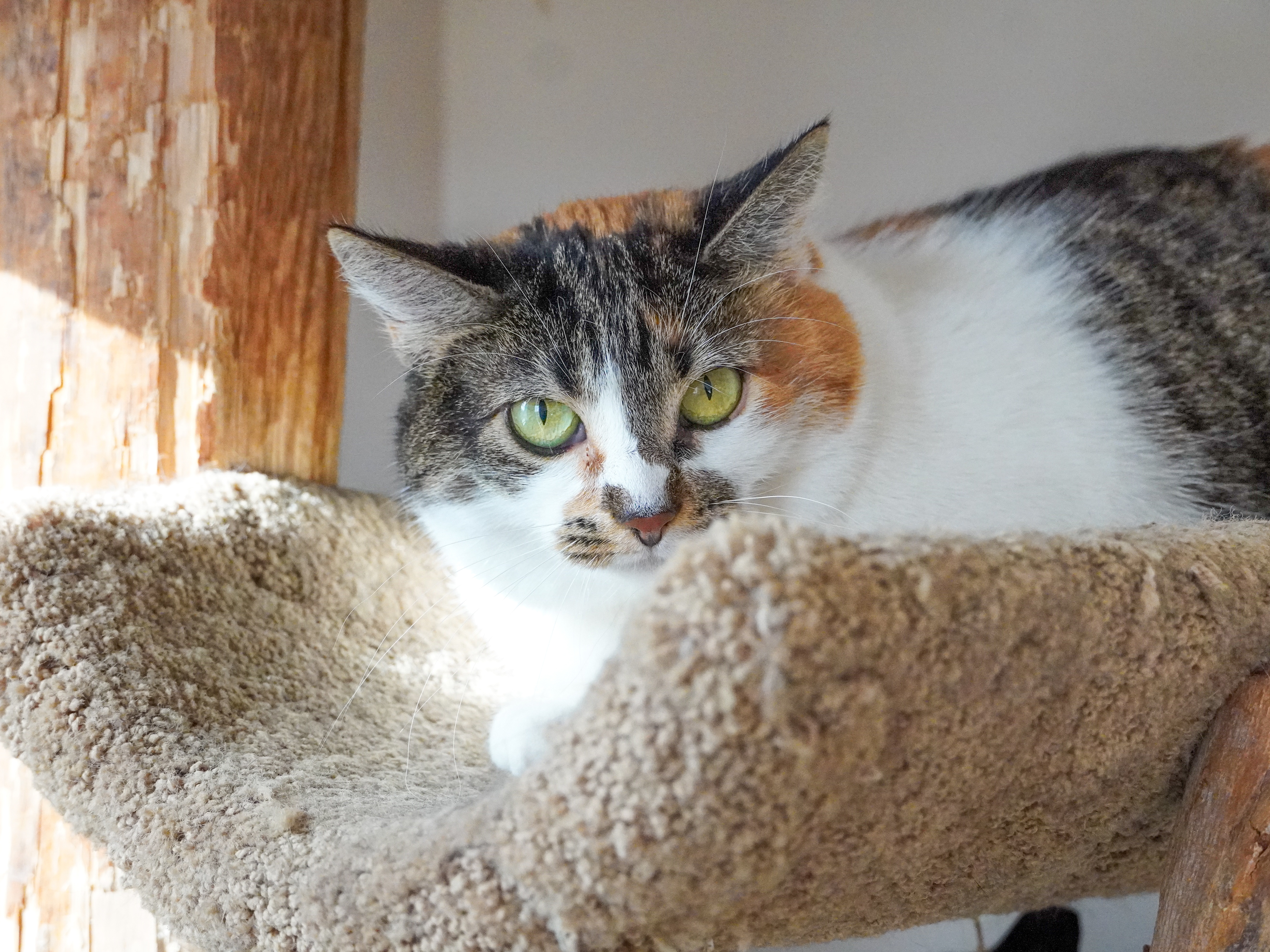 Whitney, an adoptable Domestic Short Hair in Santa Fe, NM, 87501 | Photo Image 2