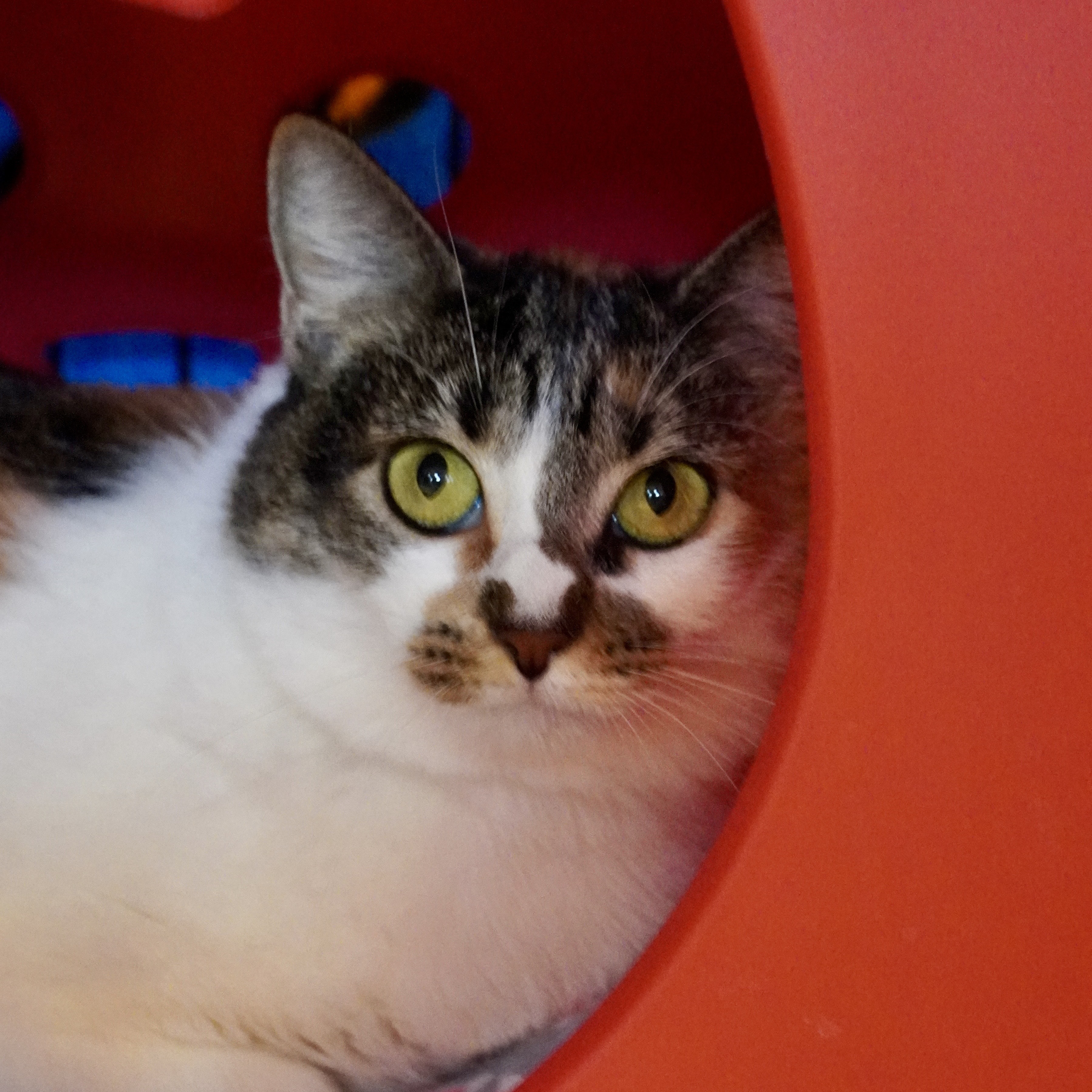 Whitney, an adoptable Domestic Short Hair in Santa Fe, NM, 87501 | Photo Image 3