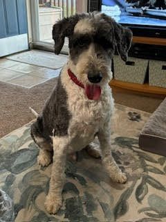 Sheepadoodle va store