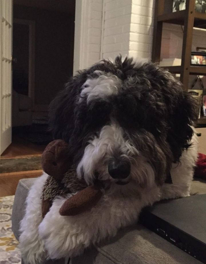 Petfinder sheepadoodle sales