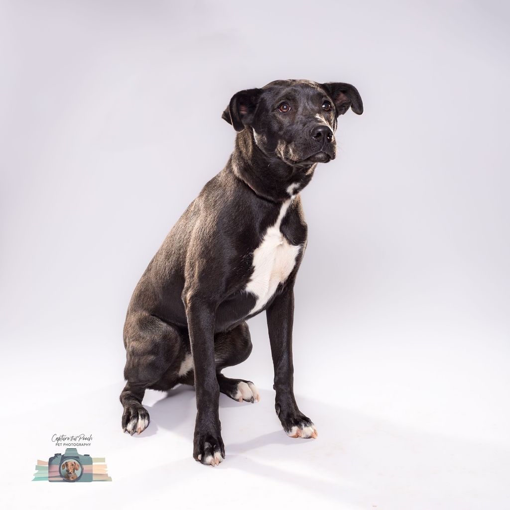 Jo, an adoptable Mastiff in El Paso, TX, 79906 | Photo Image 1