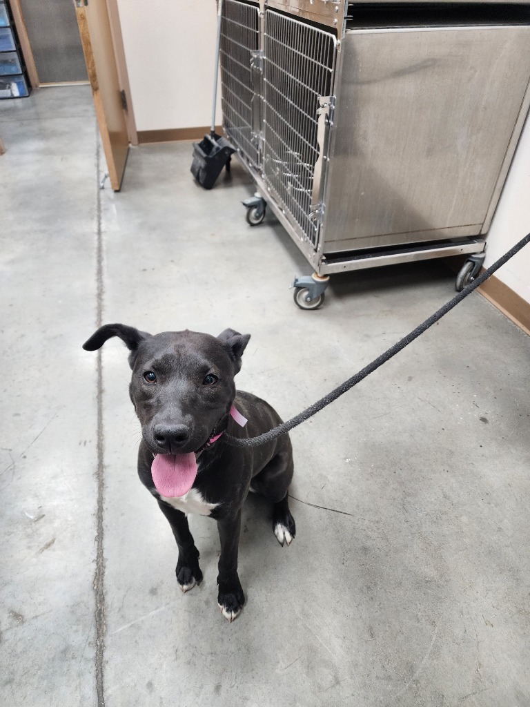 Jo, an adoptable Mastiff in El Paso, TX, 79906 | Photo Image 4