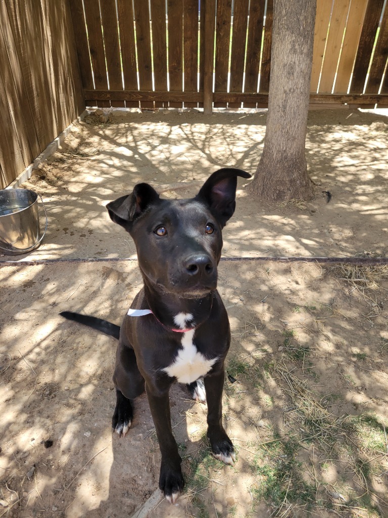 Jo, an adoptable Mastiff in El Paso, TX, 79906 | Photo Image 5